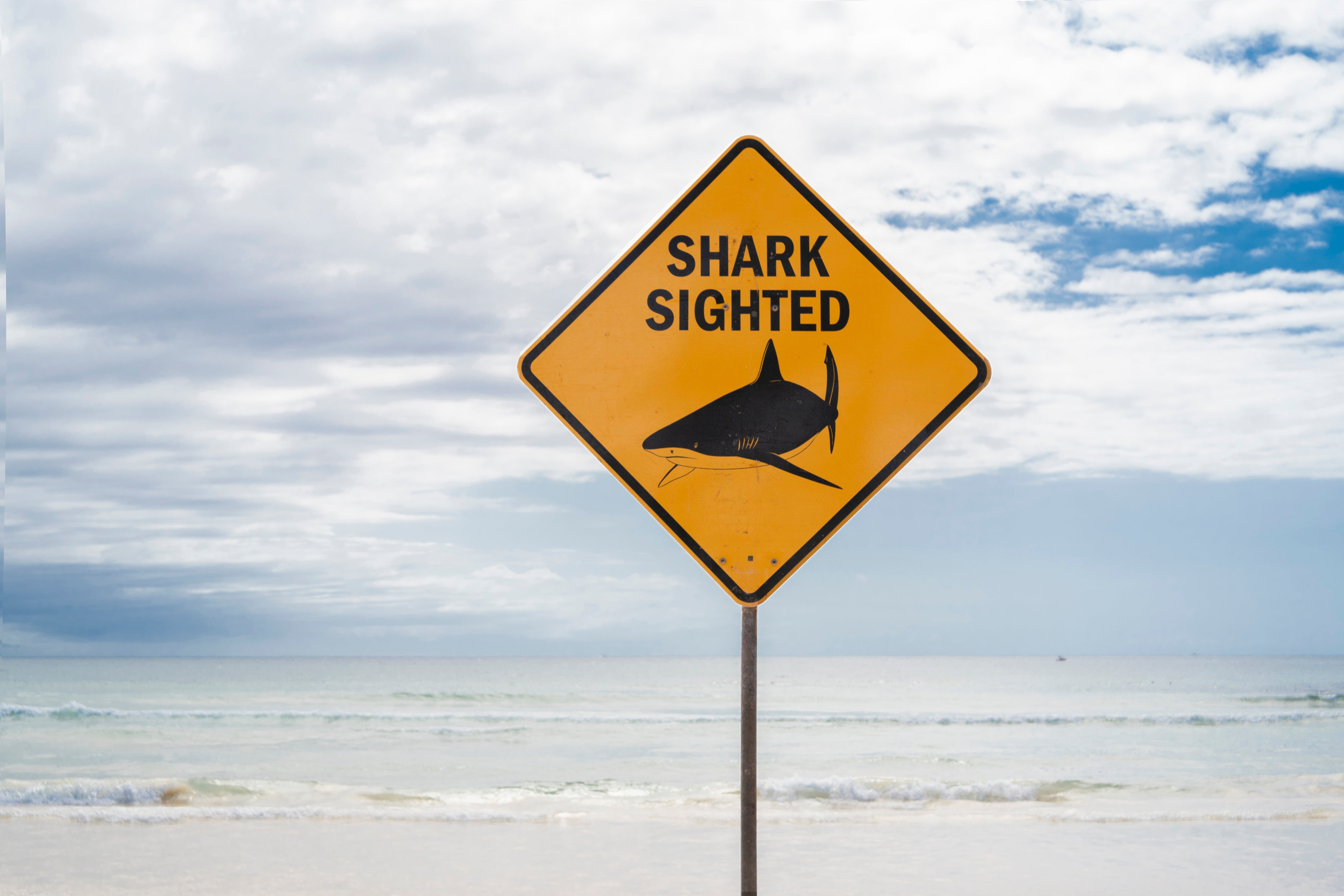 Sydney - 4 Haiangriffe innerhalb 26 Stunden